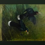 Ray Ching, Reischek’s Huia, 2022