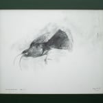 Ray Ching, Reischek’s Huia, 2022