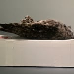 Michael Snow, Snow (De, A, Pour Thierry), janv. 2002-oct. 2007