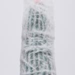 Cactus No.33, 2009