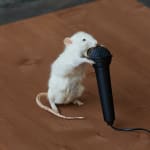 Emmanuel Massillon, Self-Snitching, 2023