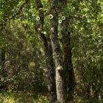 Vidya Gastaldon, Mini Brothers (Oak), 2015
