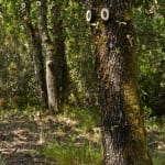 Vidya Gastaldon, Mini Brothers (Oak), 2015