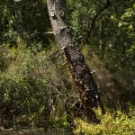 Vidya Gastaldon, Mini Brothers (Oak), 2015