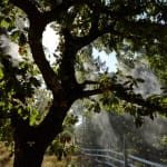Michel François, L’Arbre à Pluie, 1995