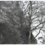 Laurie Steen, Sweetly Scented Tree Surrounding Me, Home Drawing 09-15
