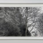 Laurie Steen, Sweetly Scented Tree Surrounding Me, Home Drawing 09-15