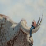 Norah Levine, The Trail, 2025