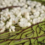 Olga Prinku, Untitled, 2021