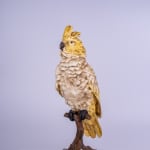 A cold painted bronze figure of a cockatoo naturalistically modelled, perched
