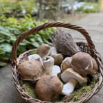 Amanda Coldridge, Field Mushrooms