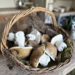 Amanda Coldridge, Field Mushrooms
