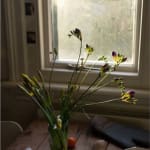 Wolfgang Tillmans, Hampstead still life, 2020