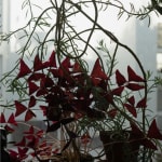 Wolfgang Tillmans, Hampstead still life, 2020