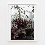 Wolfgang Tillmans, Hampstead still life, 2020