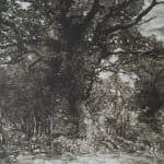 Martin Mitchell, Autumn Oak (unframed) , 2022