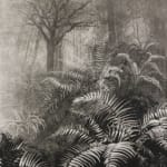 Fiona Fouhy, I Rose and Fell, 2025