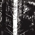 Summer Secret Bid Auction 2025, LOT 67: Blaze Cyan - Pine Forest, 2023