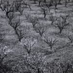 Ansel Adams, Orchard, Early Spring, Near Stanford University, California, 1940