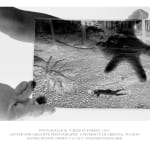 (Various Artists), Animalia (Portfolio), 2005