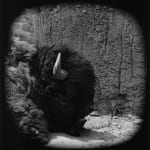 (Various Artists), Animalia (Portfolio), 2005