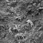 Two wolves in a black and white image roaming around on a hill looking for food