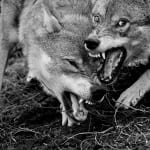 This black and white photograph captures a moment of intensity between two wolves. Their faces are close together, and both wolves have their mouths open, revealing their sharp teeth. The wolf on the left appears to be snarling or biting down on something