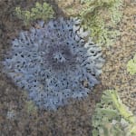 The image displays a close-up of lichen growing on a rock surface. The central lichen has a rosette-like pattern, with intricate, lacey edges in varying shades of gray and purple, which stand out against the mottled brown and orange tones of the stone. Su