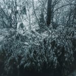 Dirk Eelen, We've been in these Woods View, 2025