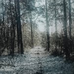 Dirk Eelen, We've been in these Woods View, 2025