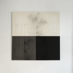 Blannim, Tabebuia, 2025