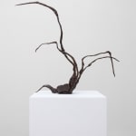 Xin Liu, Teratoma , 2019
