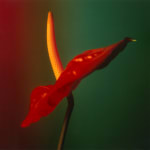 C M Shackleton, Anthurium - Flower - in Red, Green and Yellow, 1998