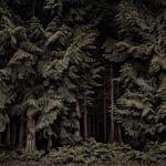 Jasper Goodall, Twilight's Path 001 - Cedars, 2019