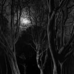 Jasper Goodall, Twilight #36, Reaching Tree, 2021