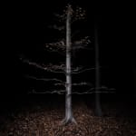 Jasper Goodall, Twilight #36, Reaching Tree, 2021
