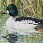 Basil Ede, Goldeneye