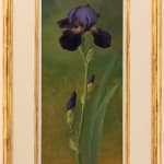William Garfit, Yellow Iris, Iris pseudacorus