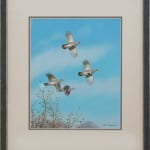 Rodger McPhail, Little Egret