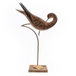 Stephen Henderson, Preening shorebird