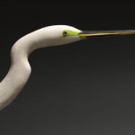 Stephen Henderson, Preening shorebird