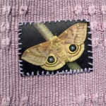 Lisa Rybovich Cralle, Saturniidae, 2024
