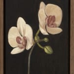 Max Xeno Karnig, Spring almonds in scallop shell, 2025