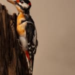 Kaat Stieber, Vanilla Dove