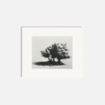 Ali Yanya ARE, Fig Trees
