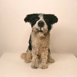 Gemma Rees, Margo (Lurcher)