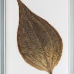 Herbarium Amazonas