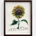 Alexander Harrison, Untitled (Sunflower), 2023