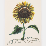 Alexander Harrison, Untitled (Sunflower), 2023