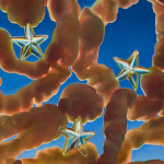 Lauren Satlowski, Head Smear, 2024